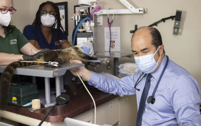 Cardiology Check Up on a Coati